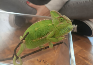 Kameleon