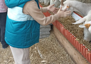 dzieci karmią kozy