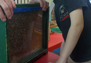 dzieci ogladają ul