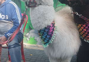 Alpaka