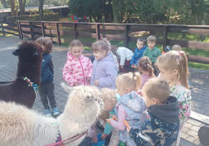 Dzieci przytulają alpaki