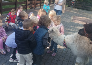 Dzieci przytulają alpaki