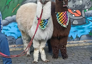dwie lamy stoją