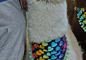 lama je marchewkę