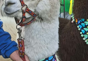 lama