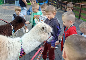dzieci stoją przy lamach