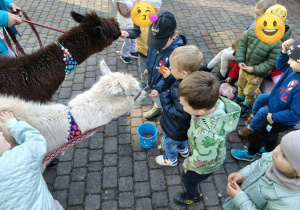 Dzieci karmią alpaki