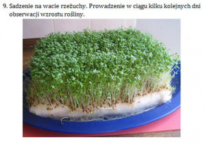 Zdjęcie 7 na 7
